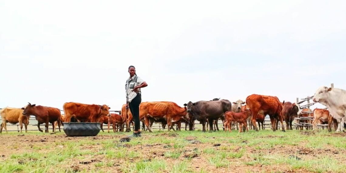 Livestock auctions will be some of the events to look out for in the coming week. Photo: Zimbili Mfusi
