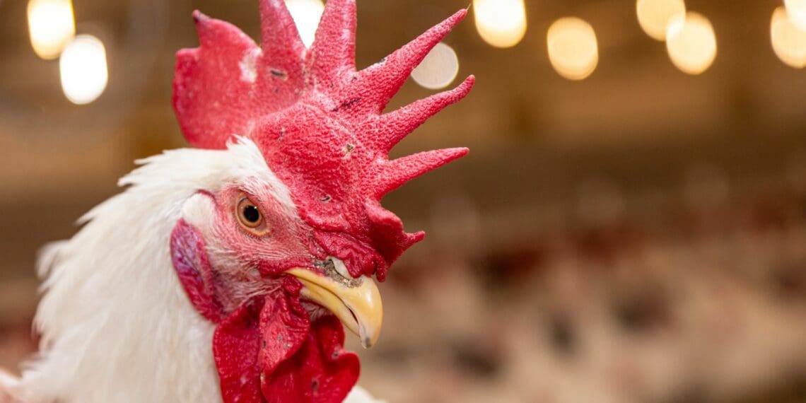 ChickenFacts calls for new Poultry Master Plan amid trade turmoil