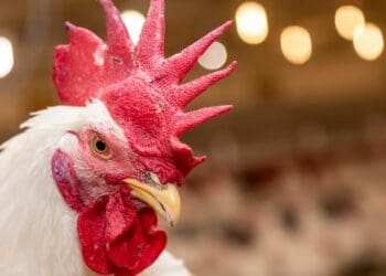 ChickenFacts calls for new Poultry Master Plan amid trade turmoil