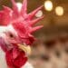 ChickenFacts calls for new Poultry Master Plan amid trade turmoil
