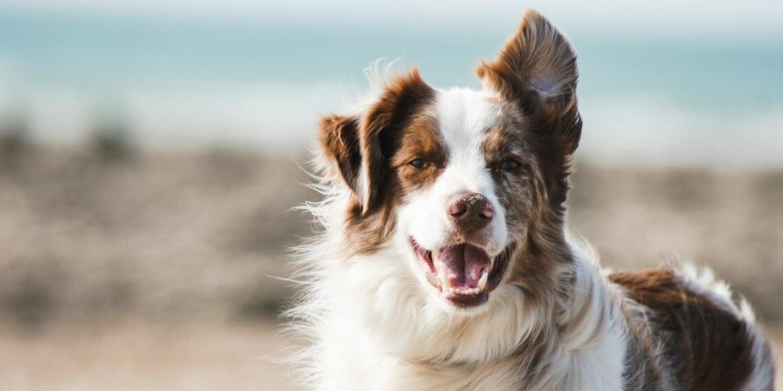 Pet health holiday alert: Keep your pooches parasite-free