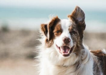Pet health holiday alert: Keep your pooches parasite-free