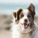 Pet health holiday alert: Keep your pooches parasite-free