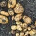 Rise in potato prices: Farmers' gain equals consumers' pain