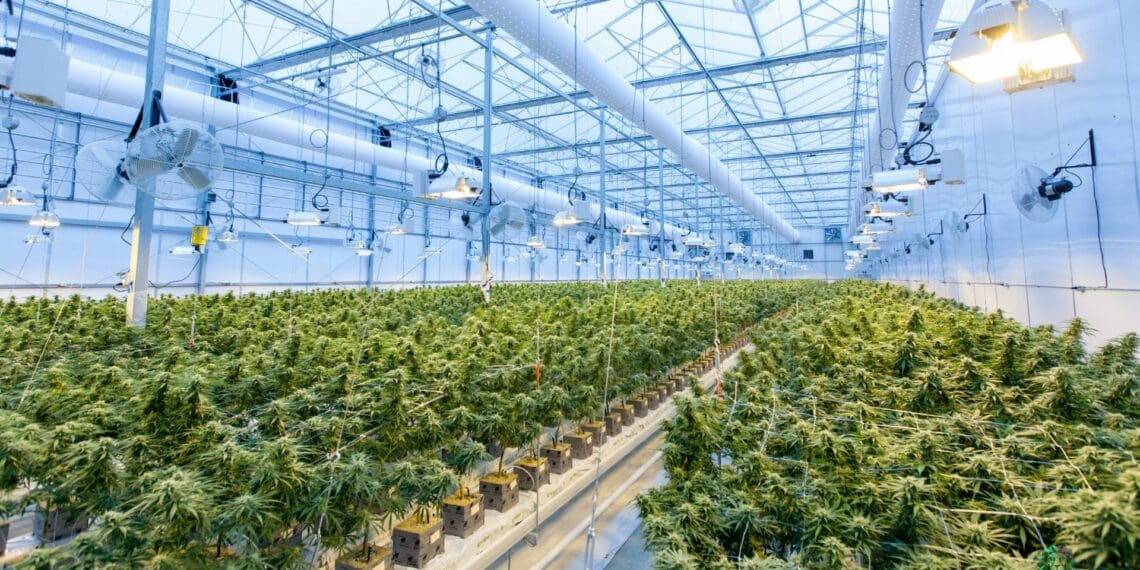 Ball set in motion as portfolio committee approves cannabis bill