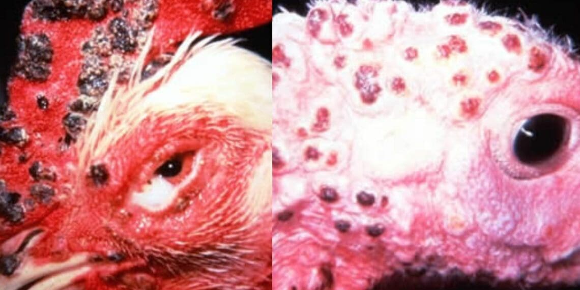 ICYMI: Phew! No need to stress about fowl pox