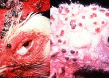 ICYMI: Phew! No need to stress about fowl pox