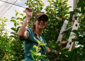 UFS PhD candidate shines light on bats’ key role in fruit farming