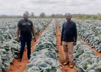 Eviction notice: 70 small-scale Limpopo farmers sent packing