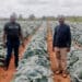 Eviction notice: 70 small-scale Limpopo farmers sent packing