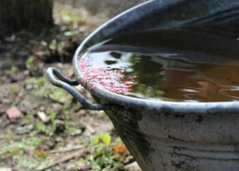 Water harvesting made easy: Reap the benefits via nature