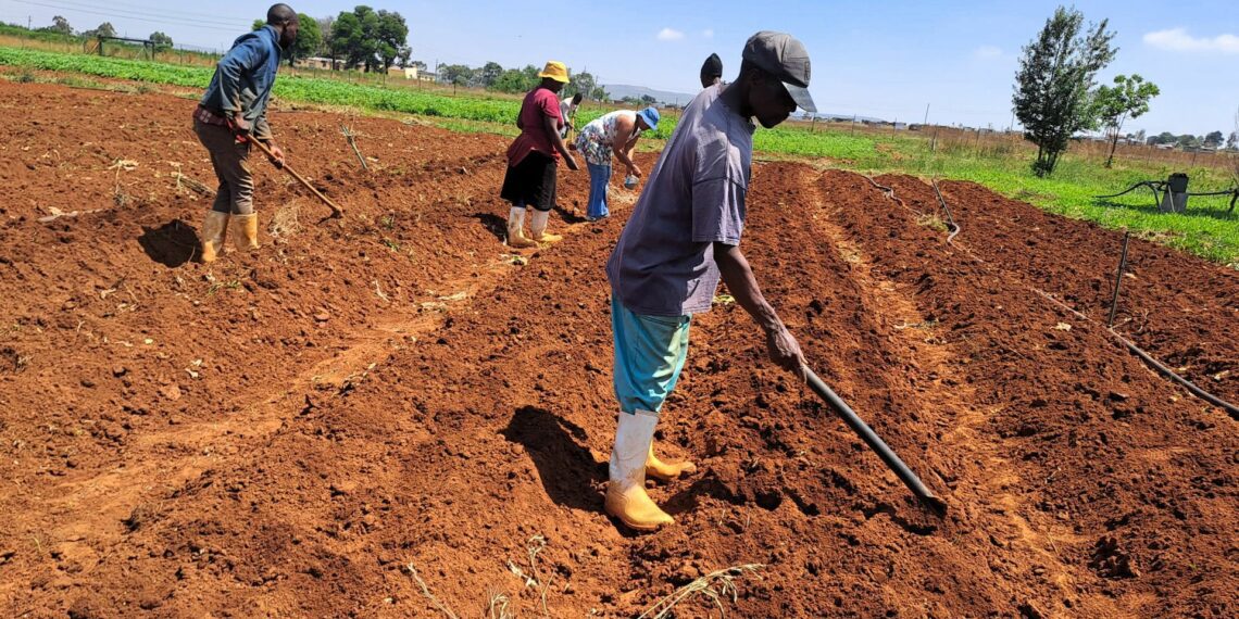 Growing futures: Gardens sprout in Mzansi with BLUU & FTFA