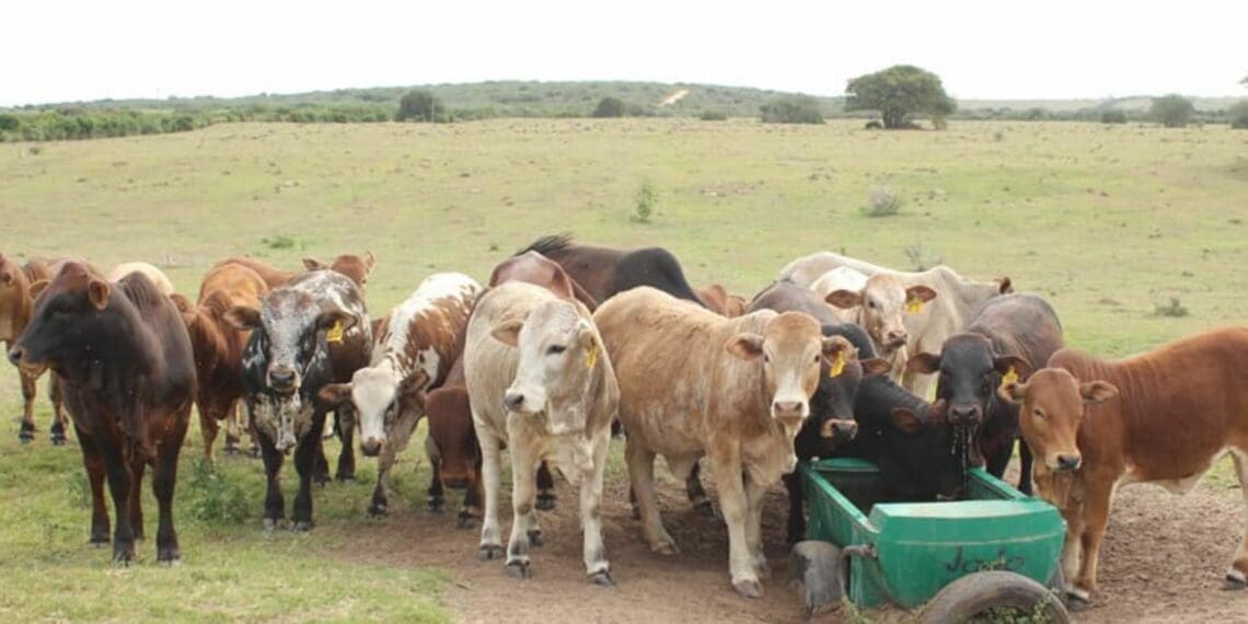 Beefing up of biosecurity measures offers hope for SA agri