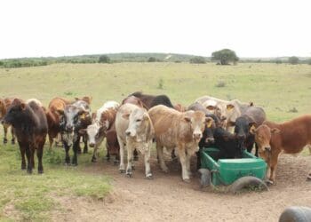 Beefing up of biosecurity measures offers hope for SA agri