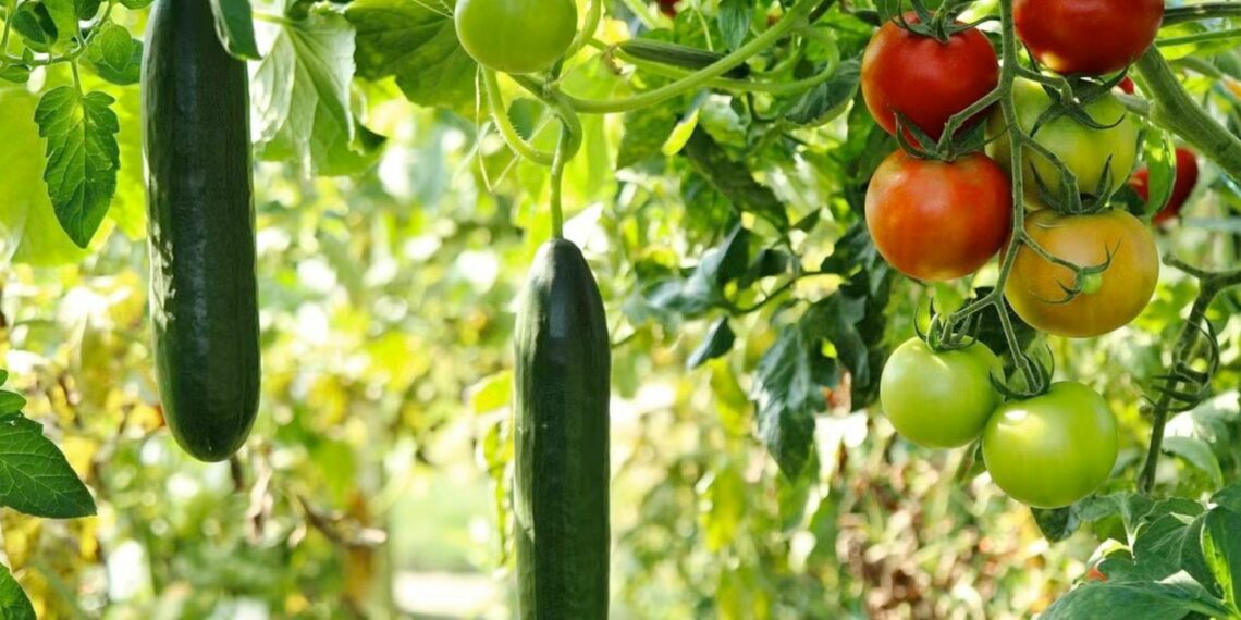 Maximise your crop efficiency with companion planting