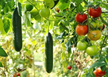 Maximise your crop efficiency with companion planting