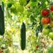 Maximise your crop efficiency with companion planting
