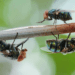 Why a fly management programme is a must for farmers