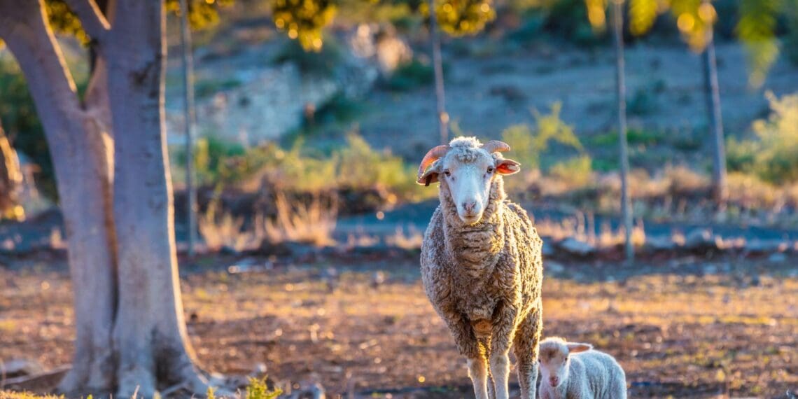 Karoo lamb: A culinary jewel with distinctive flavours, now a geographical indication. Photo: Supplied/Food For Mzansi