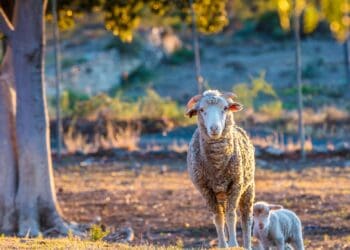 Karoo lamb: A culinary jewel with distinctive flavours, now a geographical indication. Photo: Supplied/Food For Mzansi