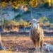 Karoo lamb: A culinary jewel with distinctive flavours, now a geographical indication. Photo: Supplied/Food For Mzansi