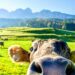 Can cows be climate heroes? Recent research challenges the old beliefs about these four-legged creatures. Dive into the world of modern farming and discover how a simple shift in approach might turn cows into our secret climate-fighting allies. Photo: Supplied/Food For Mzansi