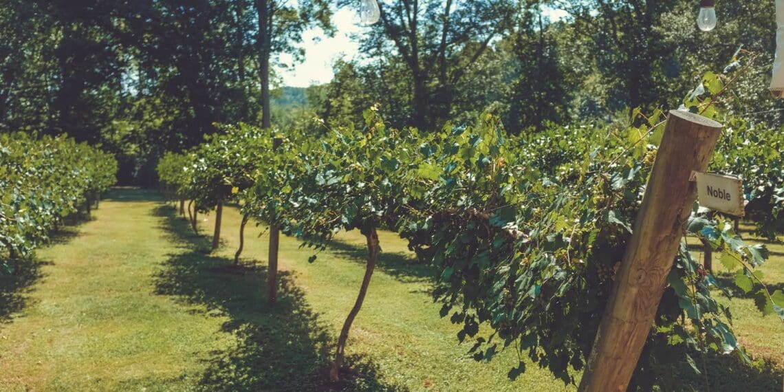 Mzansi's agritourism industry braces for hectic bumper season