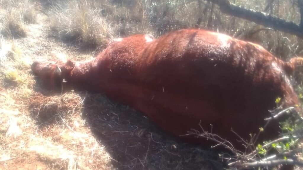 Devastating December veld fires rip through NC and WC farms
