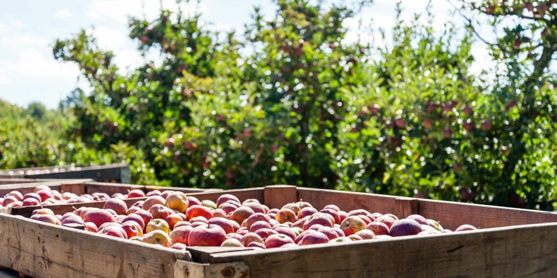 Apples and pears: The year in review and gearing up for 2024