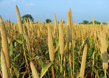 Seeking healthier harvests: Experts turn to indigenous crops