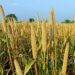 Seeking healthier harvests: Experts turn to indigenous crops