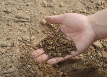 Soil texture: How to find the perfect mix and maintain it