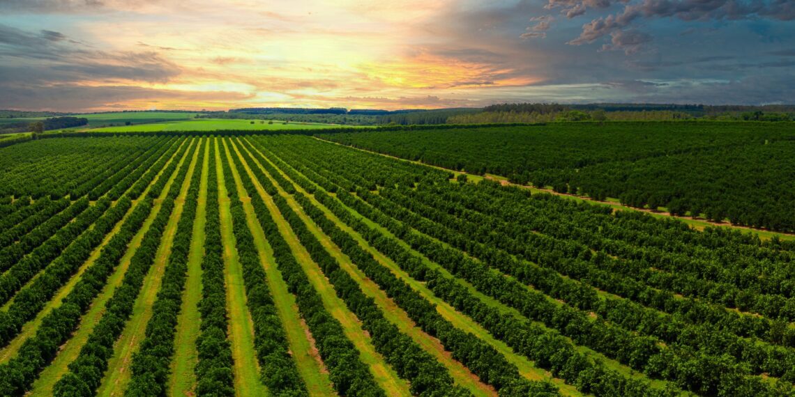 Sweet and sour: Citrus industry looks back on a tough year