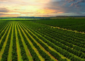 Sweet and sour: Citrus industry looks back on a tough year