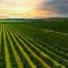 Sweet and sour: Citrus industry looks back on a tough year