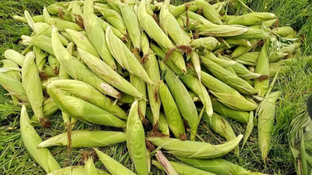 Dedication, guts and passion pay off for self-funded farmer