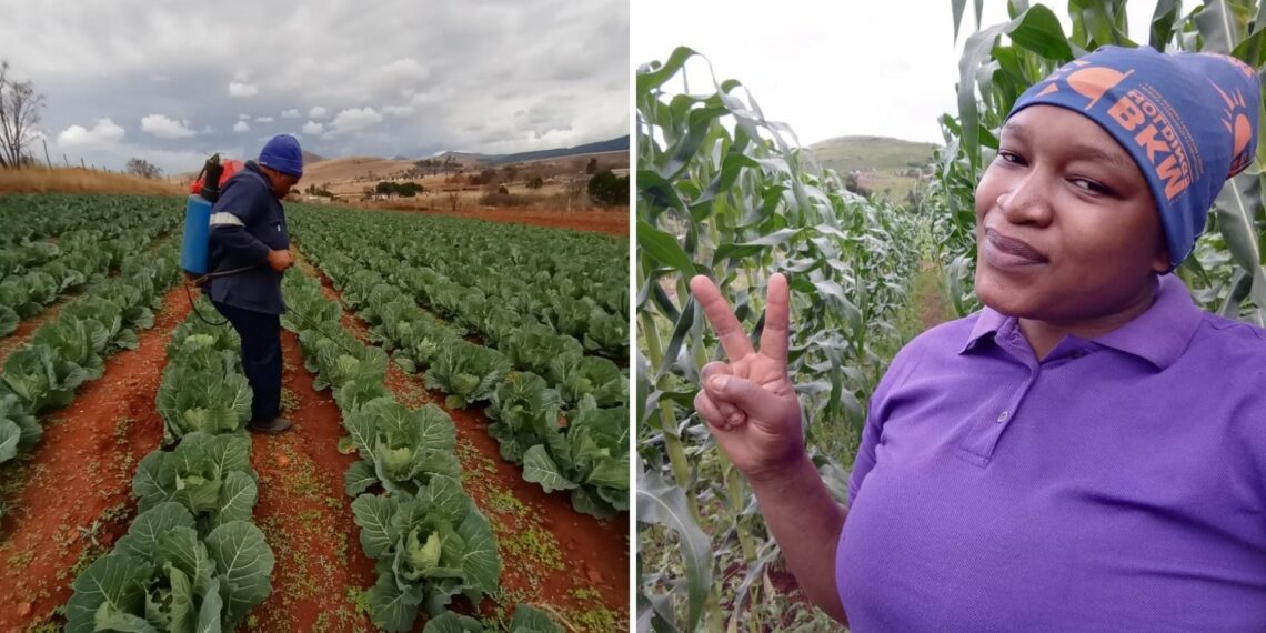 Dedication, guts and passion pay off for self-funded farmer