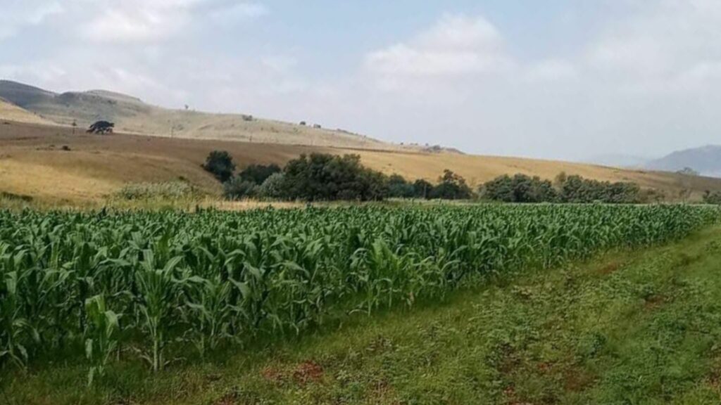 Dedication, guts and passion pay off for self-funded farmer