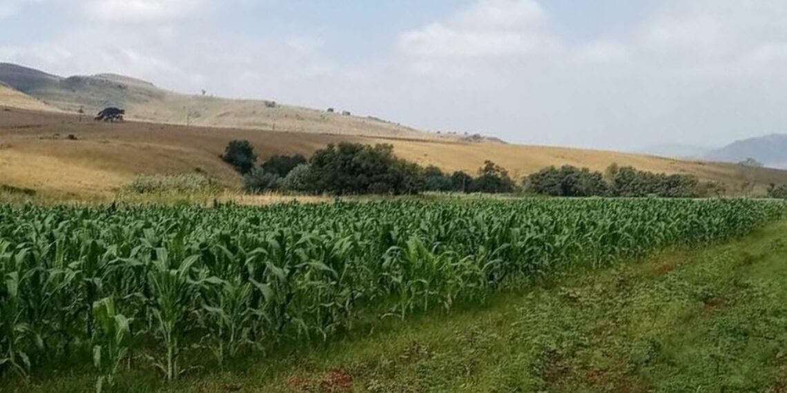 Agricultural stakeholders and leaders say Africa needs to be self-sufficient and resilient to fight food insecurity. Photo: Angela Malele