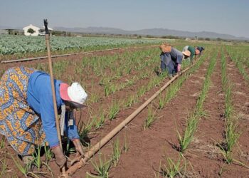 Mechanisation to consider when implementing drip irrigation