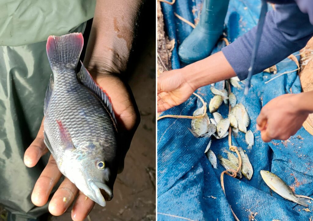 Diving into fish pond management and disease detection