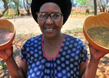 Ramaipadi pioneers indigenous farming for community resilience