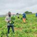 Limpopo farmer Thosago grows big dreams from small seeds