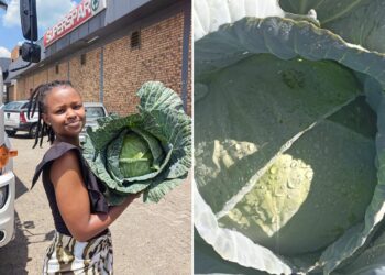 Farmer Mbokane celebrates first harvest for 2024