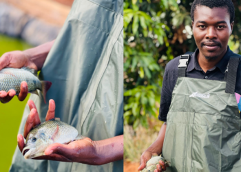 Diving into fish pond management and disease detection