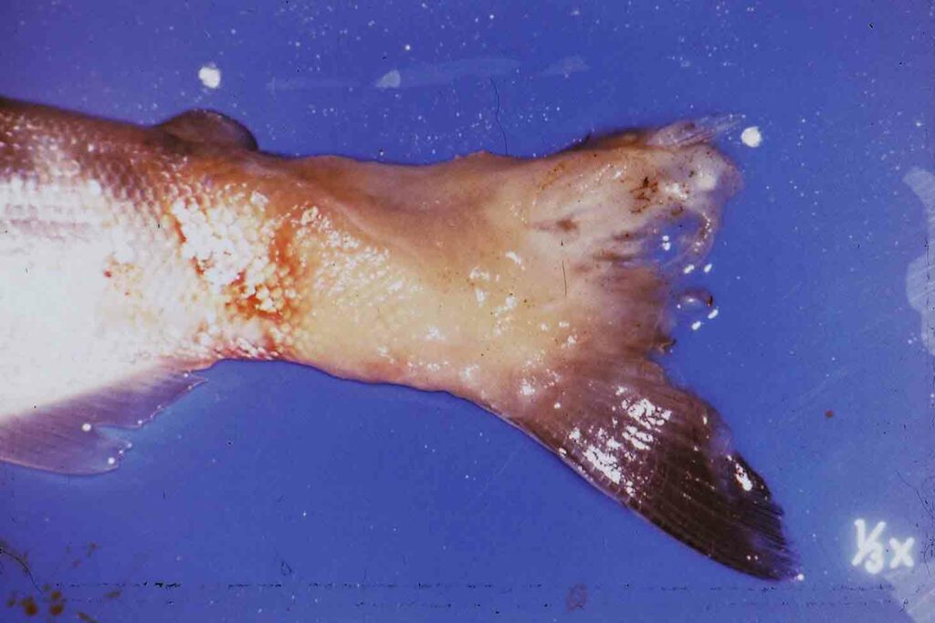 Diving into fish pond management and disease detection