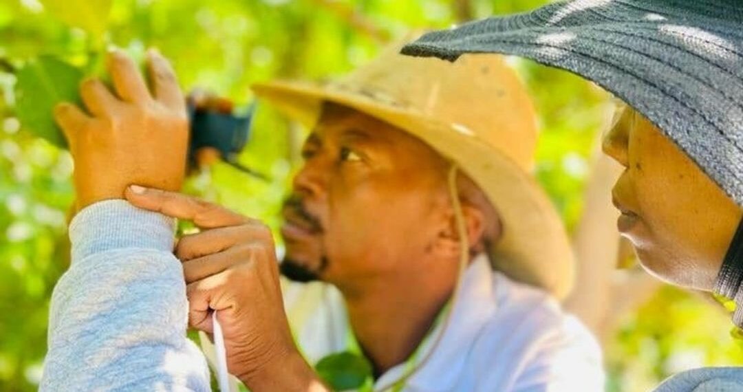 The Citrus Academy is introducing a qualification in citrus production in 16 schools in Mzansi to over 400 learners. Photo: Supplied/Citrus Academy