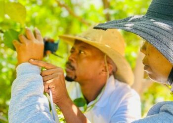 ICYMI: CGA offers new citrus qualification for high schoolers