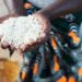 Malawi’s maize woes escalate as nation leans towards SA