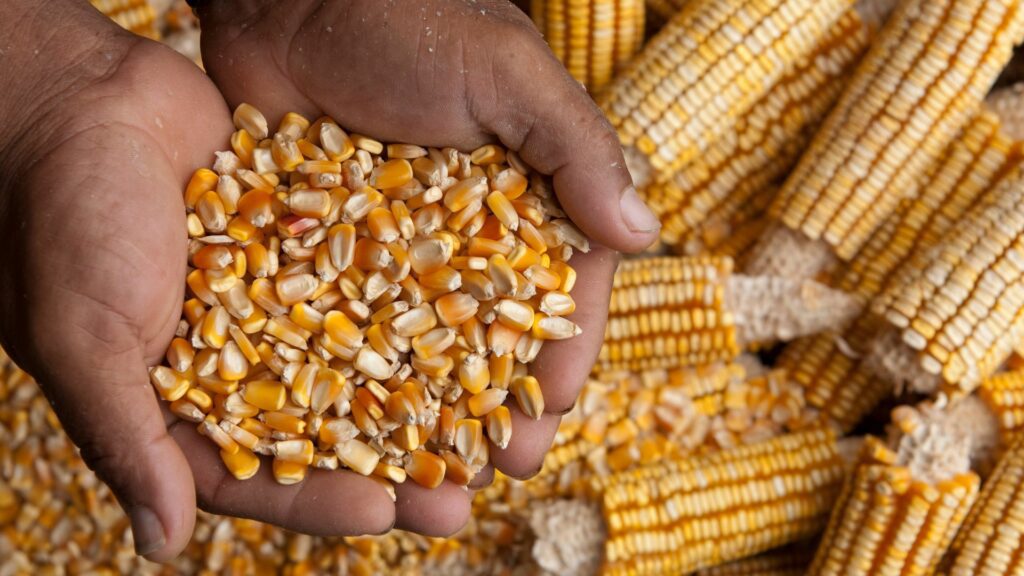Malawi's maize woes escalate as nation leans towards SA